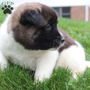 AKC Bella, Akita Puppy